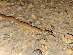 Image of Little Spotted Snake