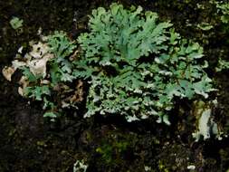 Image of Blue Ridge shield lichen