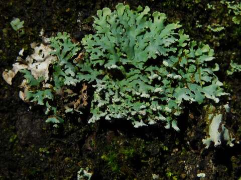 Image of Blue Ridge shield lichen