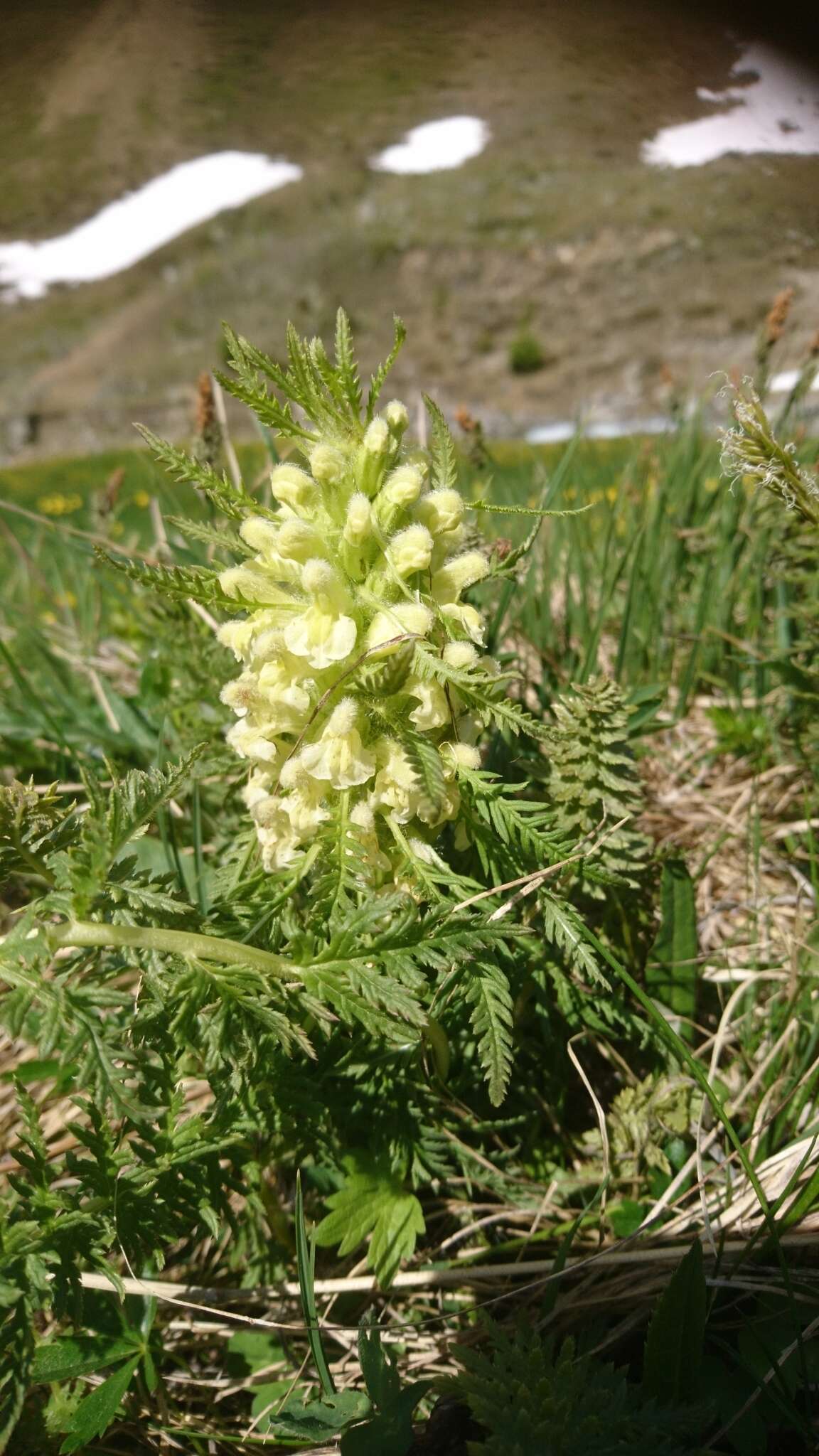 Imagem de Pedicularis foliosa L.