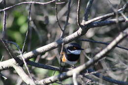 Image of Batis capensis capensis (Linnaeus 1766)