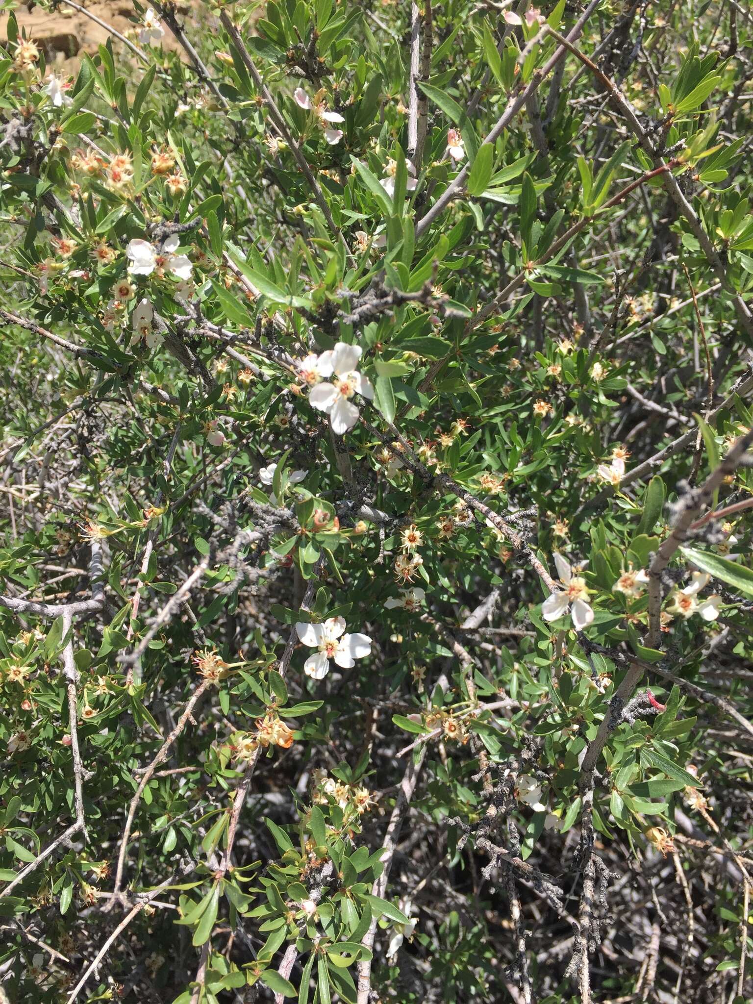 Image of wild crab apple