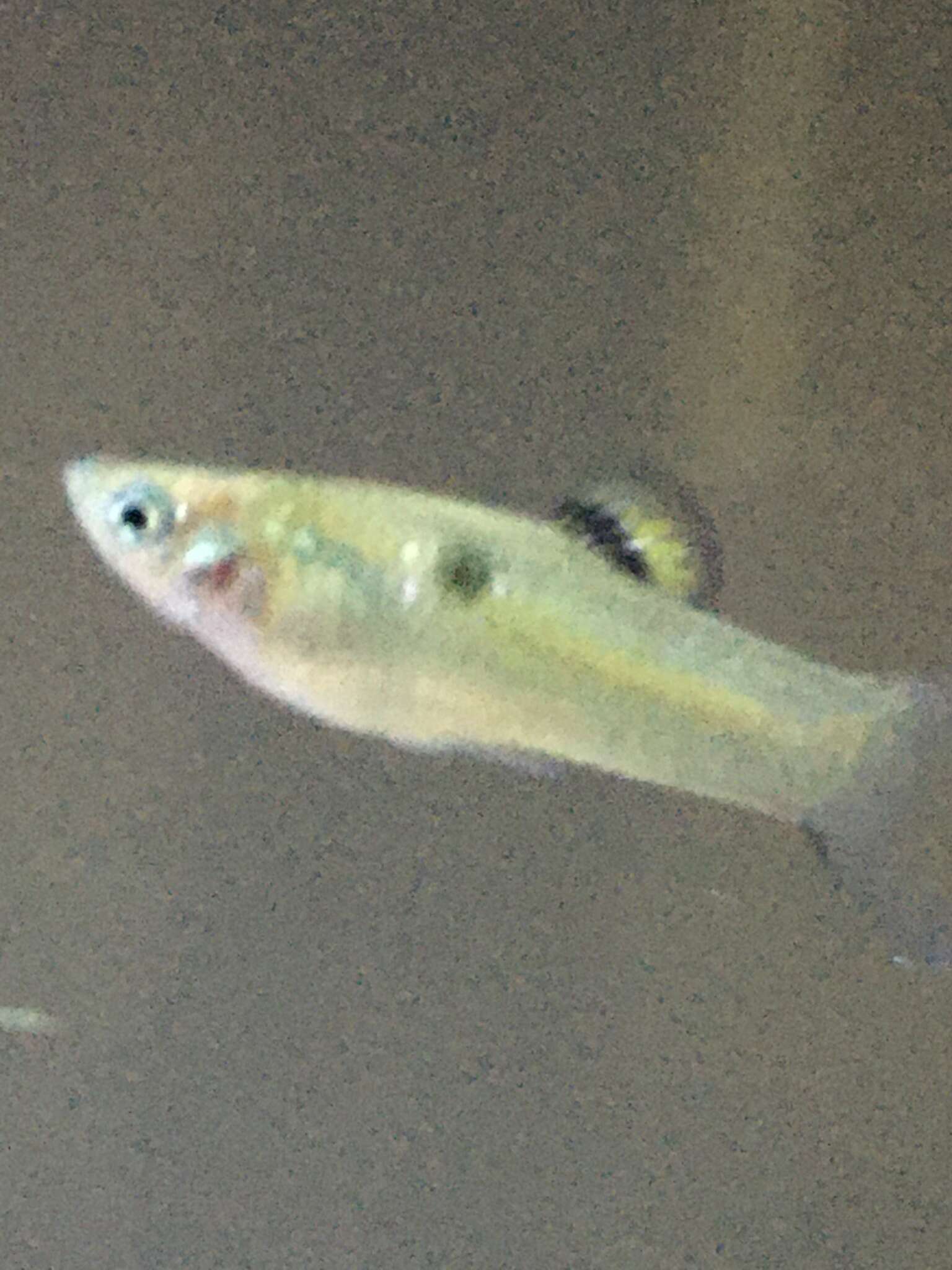 Image of Guppy