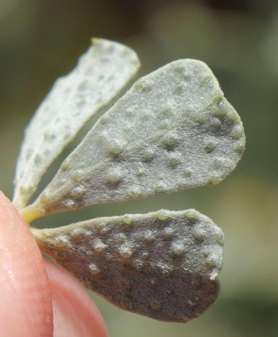 Image of Psoralea velutina