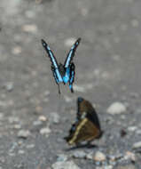 Imagem de Papilio hornimani Distant 1879