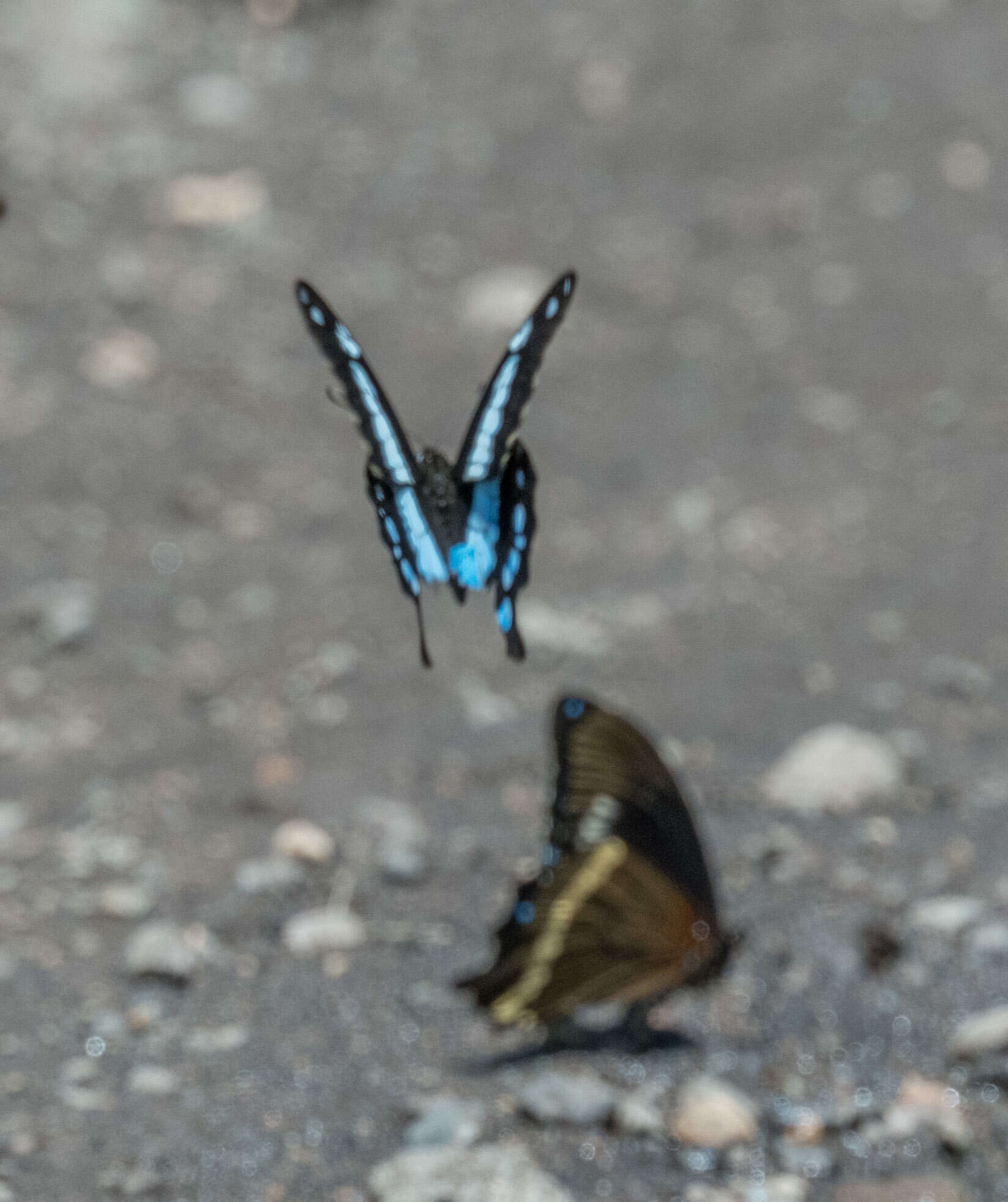 Imagem de Papilio hornimani Distant 1879