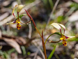 Image of Diuris leopardina