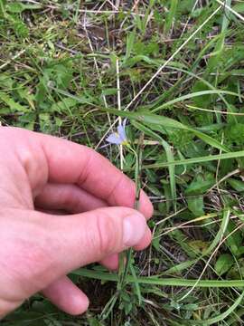 Image of Idaho blue-eyed grass