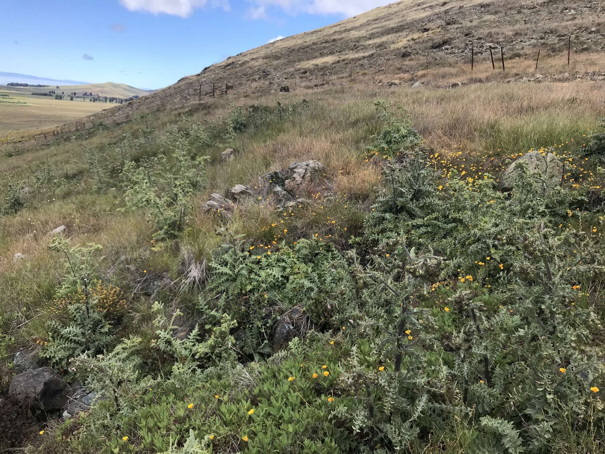 Image of Chorro Creek bog thistle