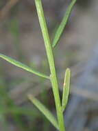 Image of Nuttall's milkwort