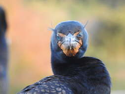 Image of Phalacrocorax auritus floridanus (Audubon 1835)