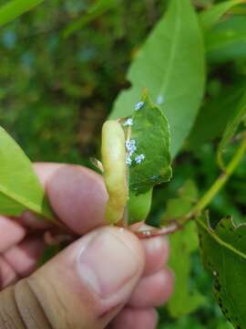 Image of Lauritrioza