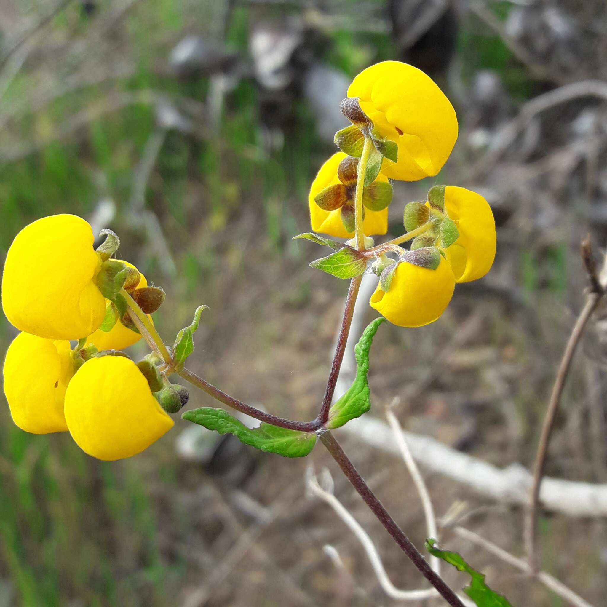 Image of Calceolaria ascendens Lindl.