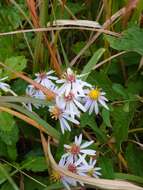 Image of Aster ovatus var. microcephalus (Miq.) Mot. Ito & A. Soejima