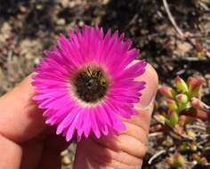 Image of Drosanthemum edwardsiae L. Bol.