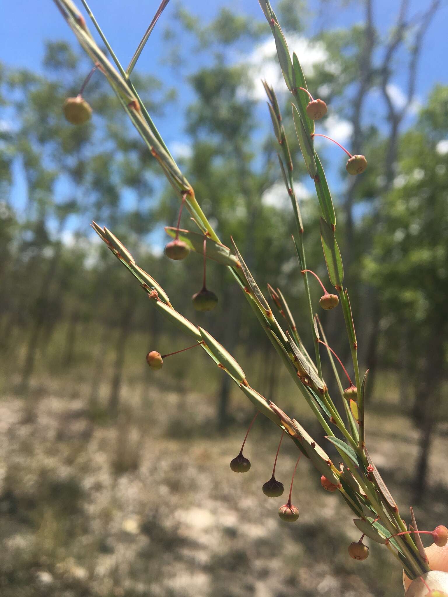 Image of Phyllanthus virgatus G. Forst.