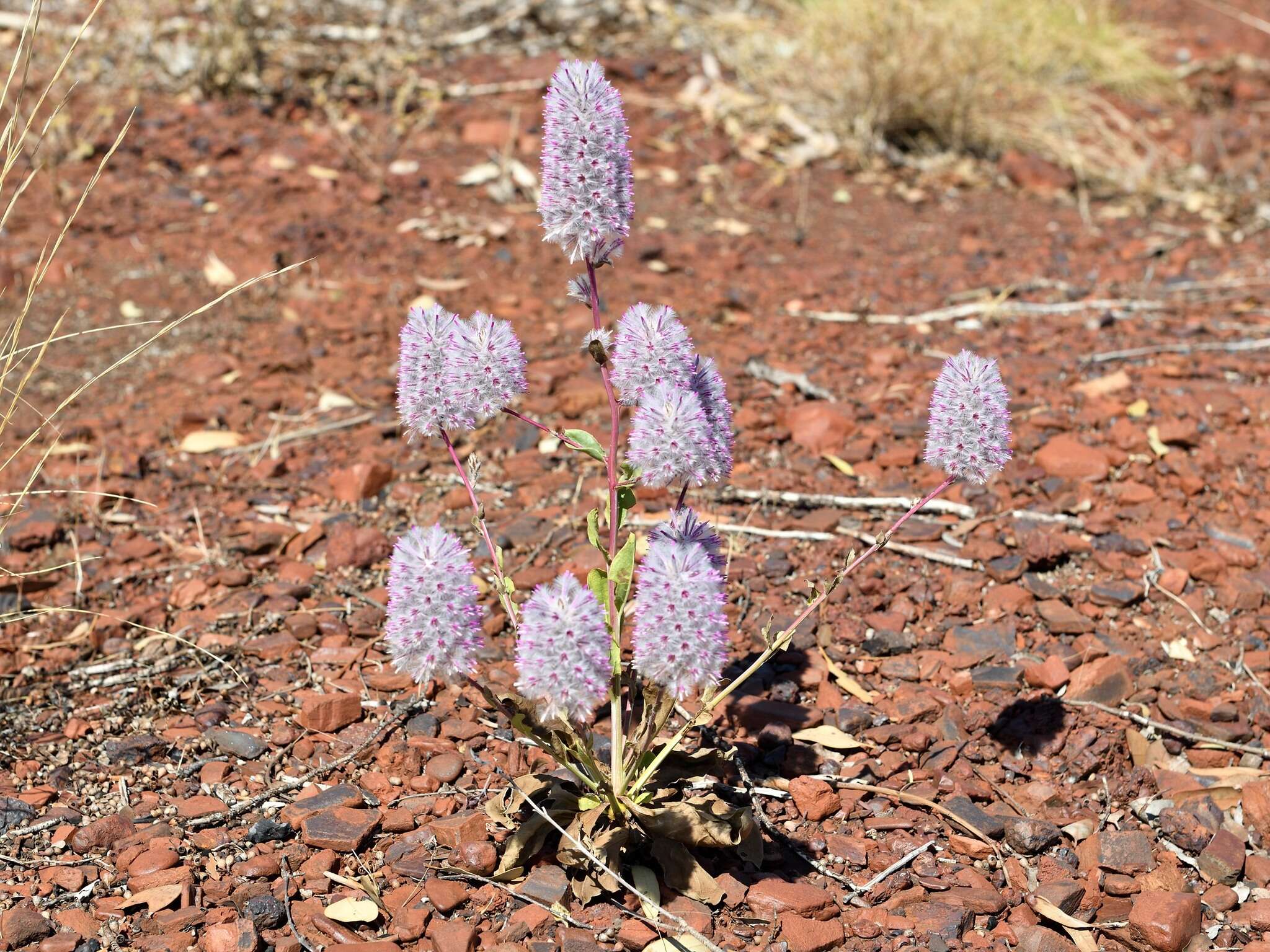 Image of Ptilotus exaltatus Nees