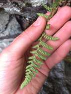 Image de Dryopteris fragrans (L.) Schott