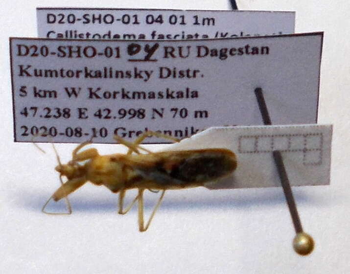 صورة Callistodema fasciata (Kolenati 1856)