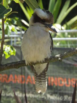 Image of Kookaburra