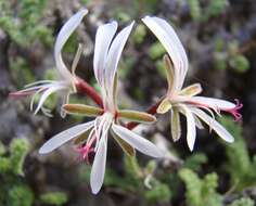 Image of Pelargonium alternans Wendl.