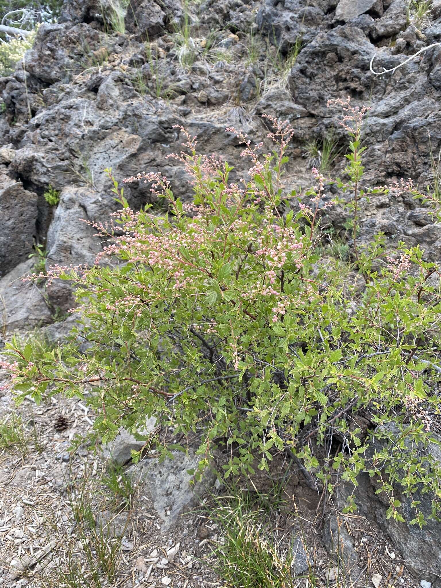 Image de Holodiscus discolor var. microphyllus (Rydb.) Jeps.