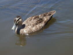 Image of Grey Duck