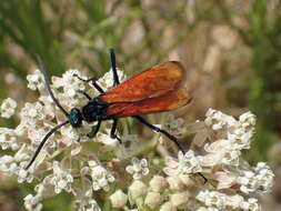 Image of Tarantula Hawk