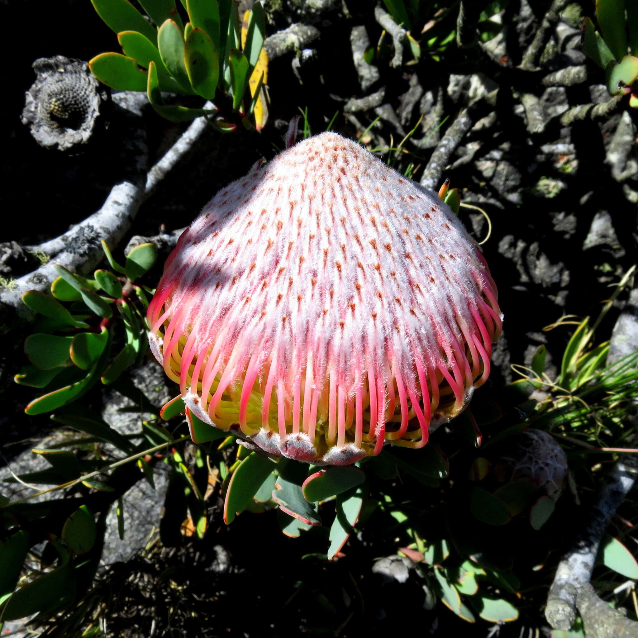 Image of Protea rupicola Mund ex Meissn.