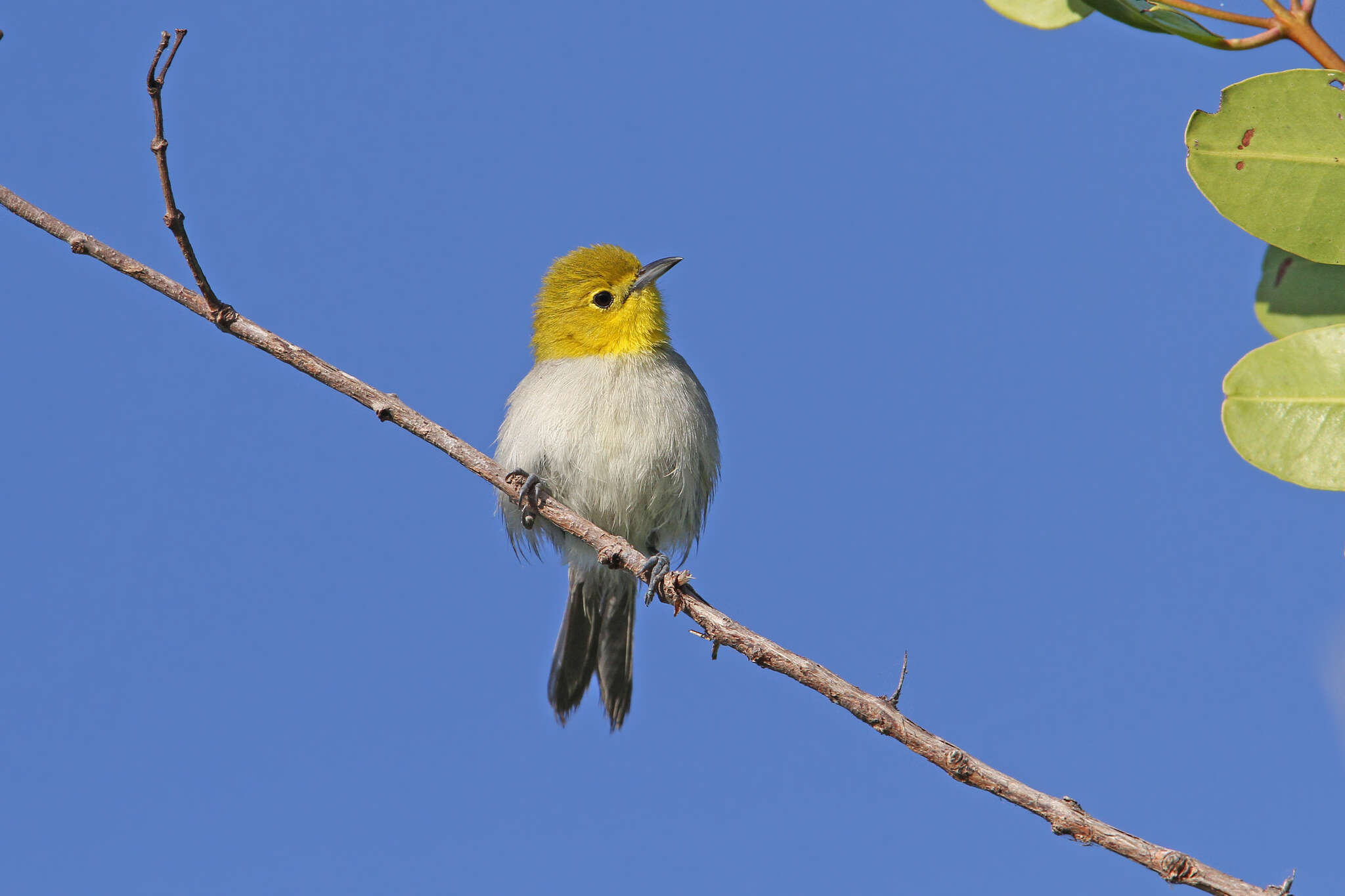 Image of Teretistris Cabanis 1855