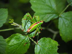 Image of Andreiniimon nuptialis (Karny 1918)