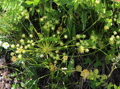 Image of Chamaesciadium