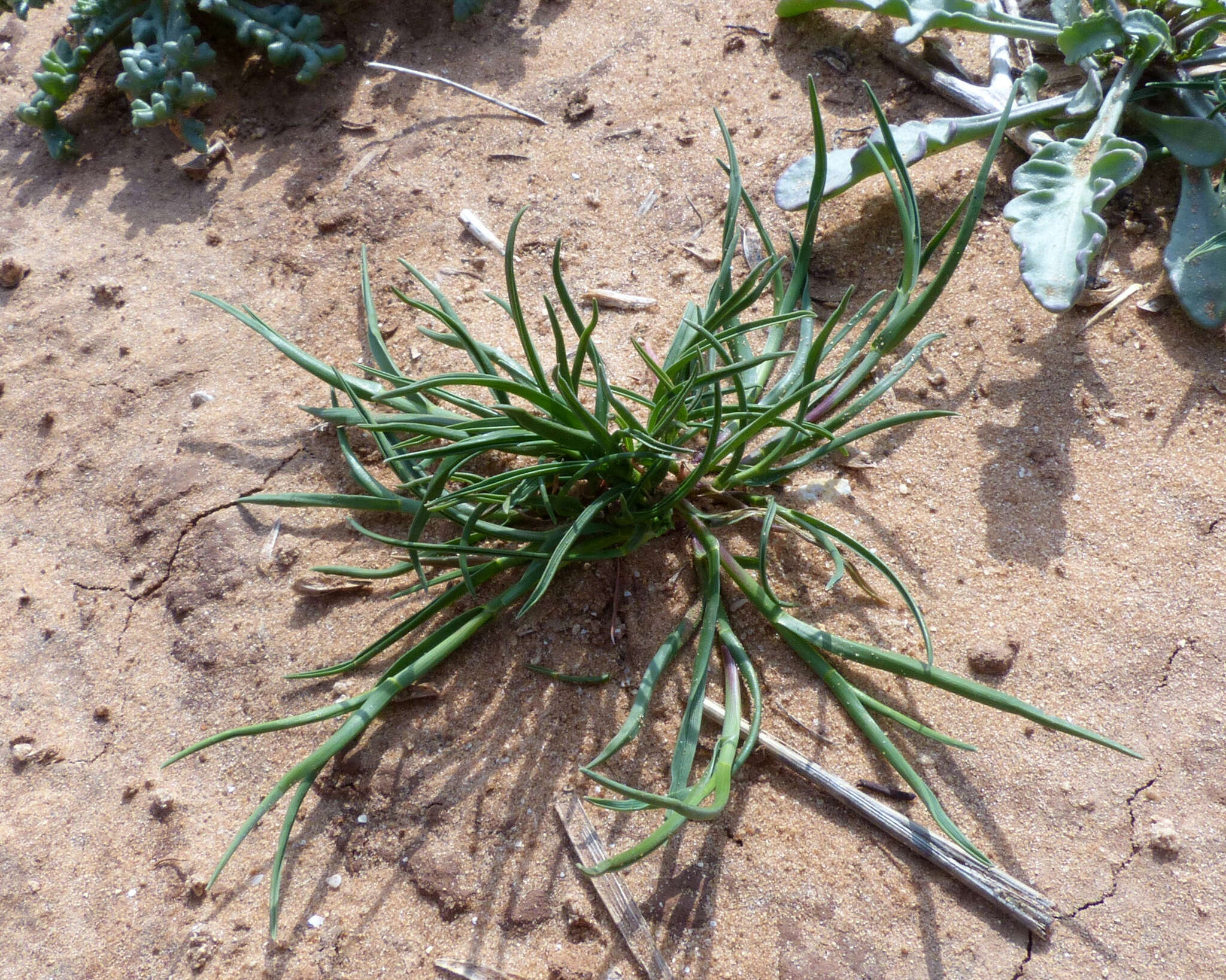 Imagem de Parapholis marginata Runemark