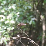 Tramea carolina (Linnaeus 1763) resmi