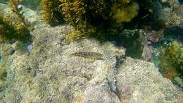 Image of Striped Triplefin