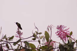 Image of Amethyst-throated Sunangel