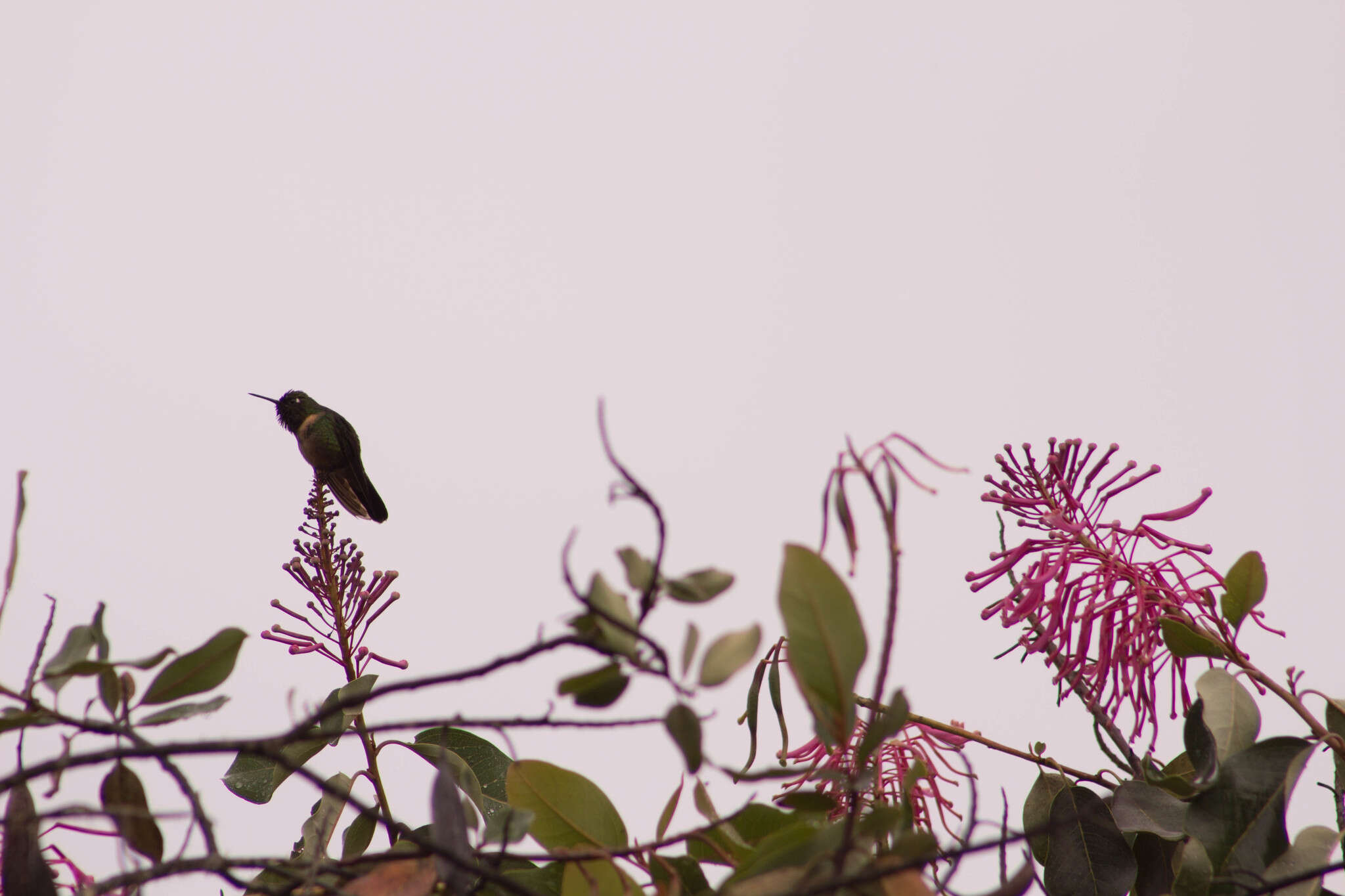 Image of Amethyst-throated Sunangel