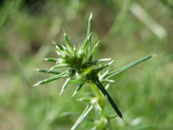 Image of Prickly Russian-Thistle