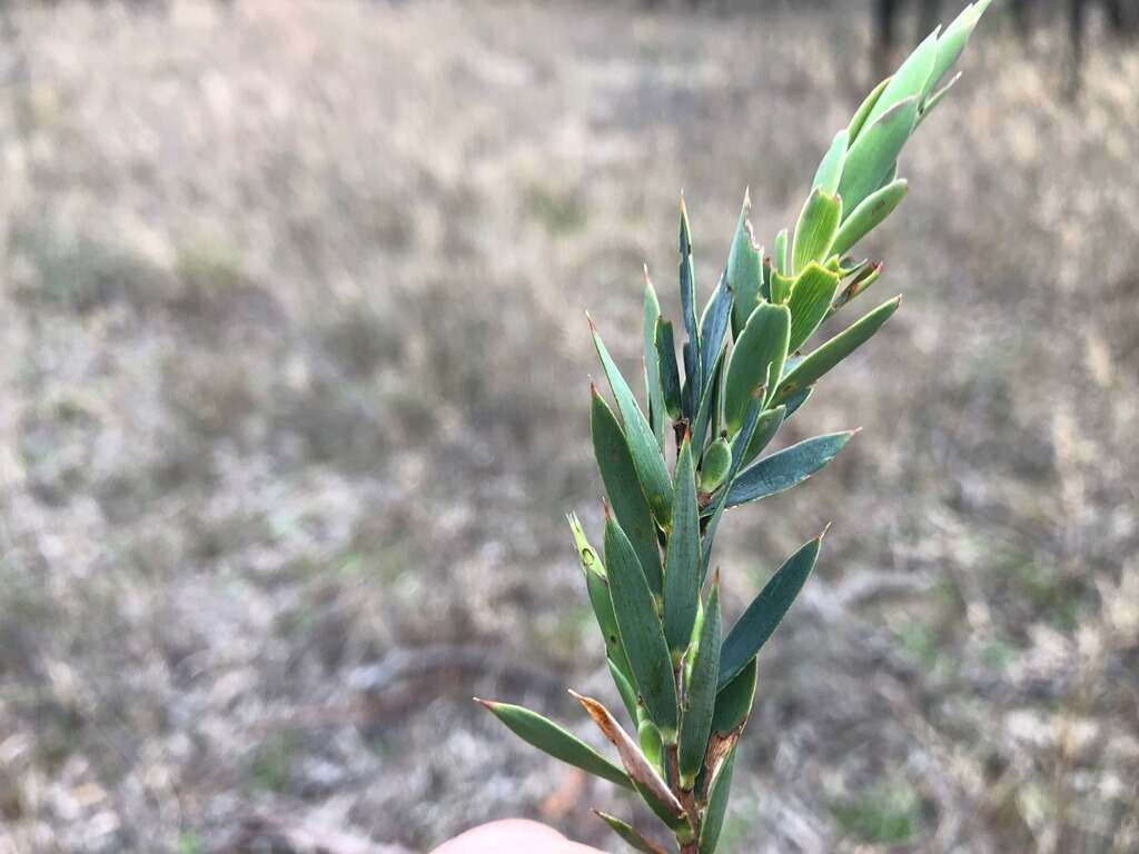 Image of Styphelia viridis subsp. breviflora (Benth.) J. M. Powell