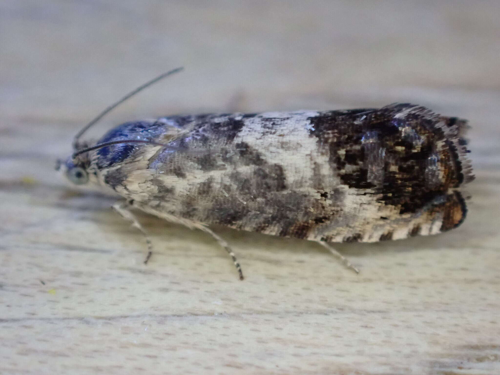 Image of Chestnut leaf roller