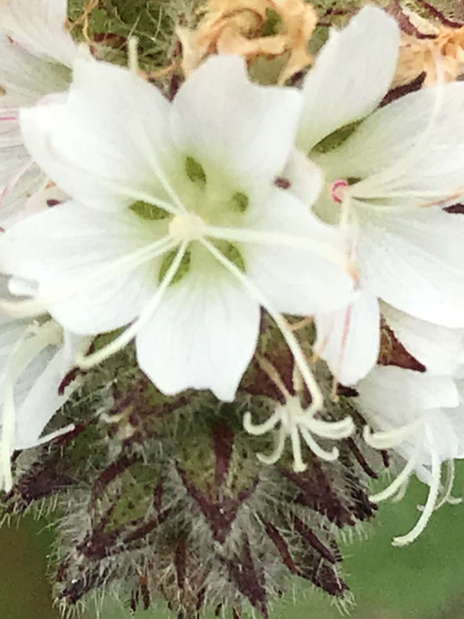 Sivun Sidalcea malachroides (Hook. & Arn.) Gray kuva