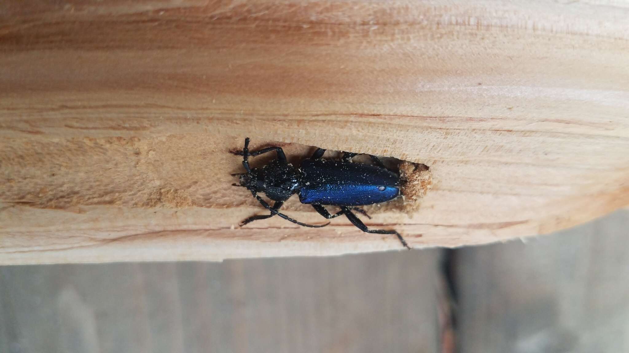 Image of Long-horned beetle