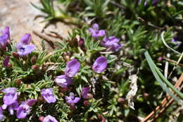 Image of spiny milkvetch