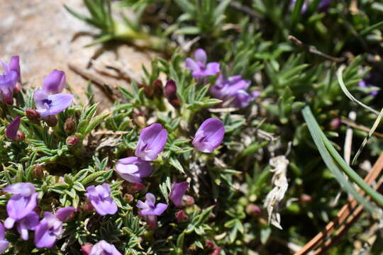 Image of spiny milkvetch