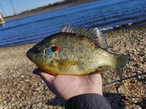 Image of Redear Sunfish