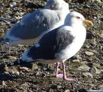 Image of Slaty-backed Gull