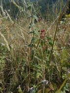 Image of Mentha suaveolens subsp. suaveolens