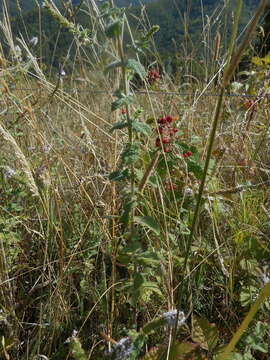 Image of Mentha suaveolens subsp. suaveolens