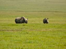 Image of Black Rhinoceros