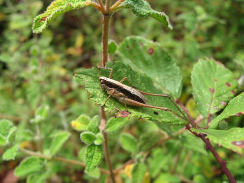 Image of Yersinella raymondii (Yersin 1860)